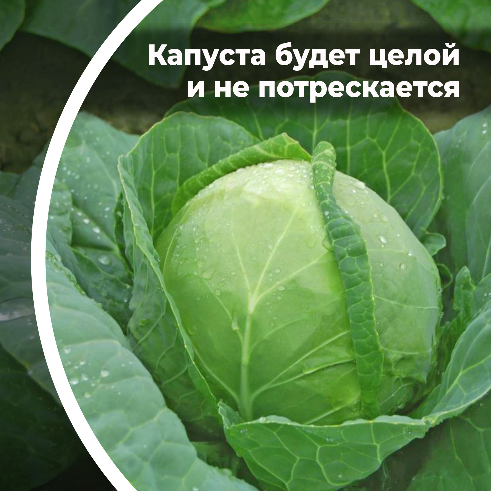 Сорта капусты для Республики Коми названия, фото, описание