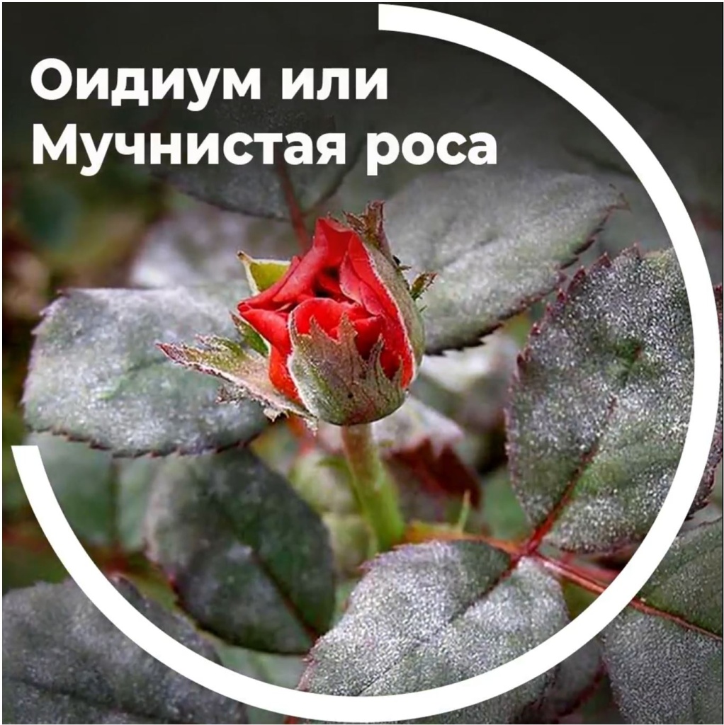 Оидиум, или мучнистая роса