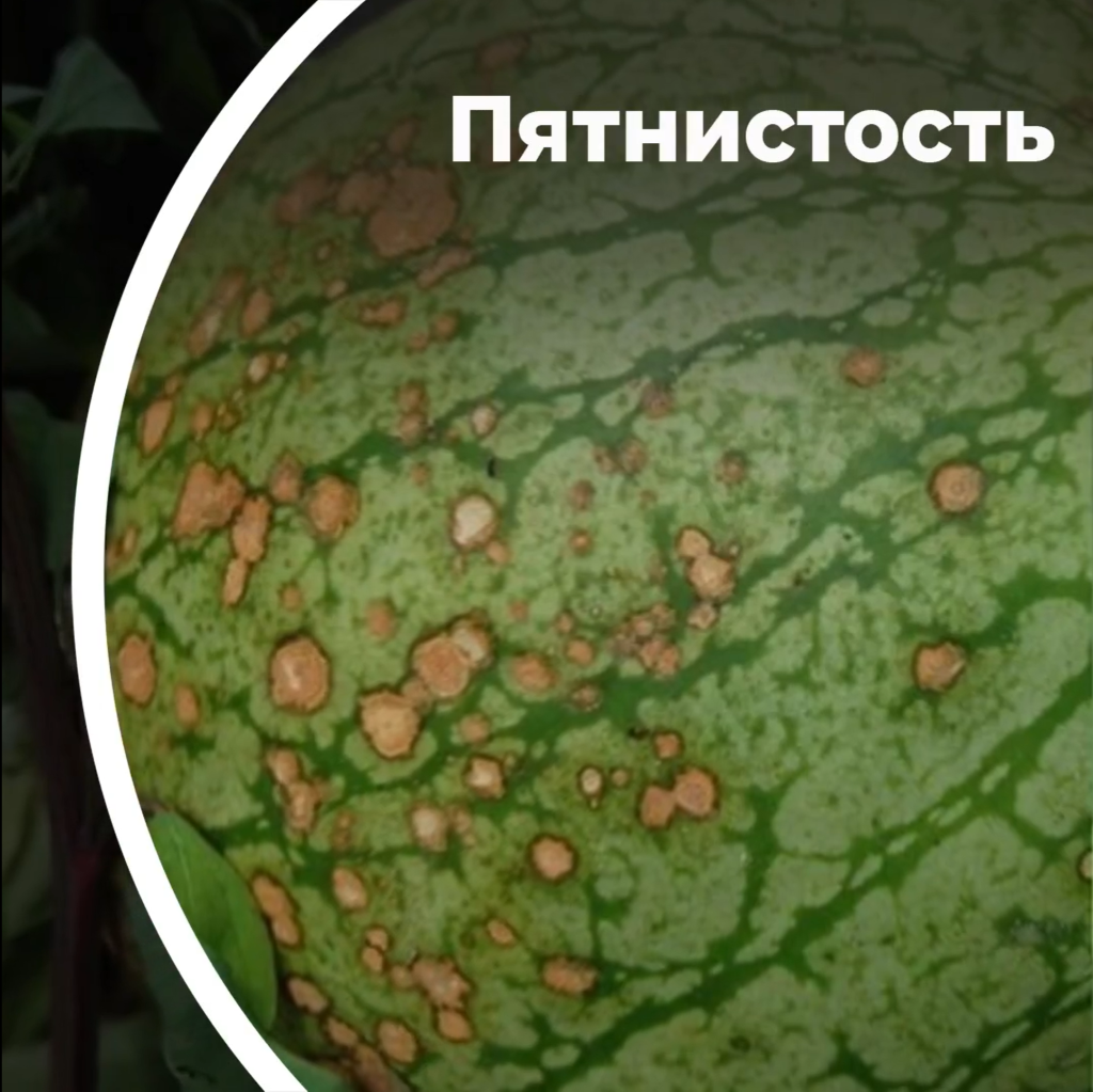 Пятнистость растений