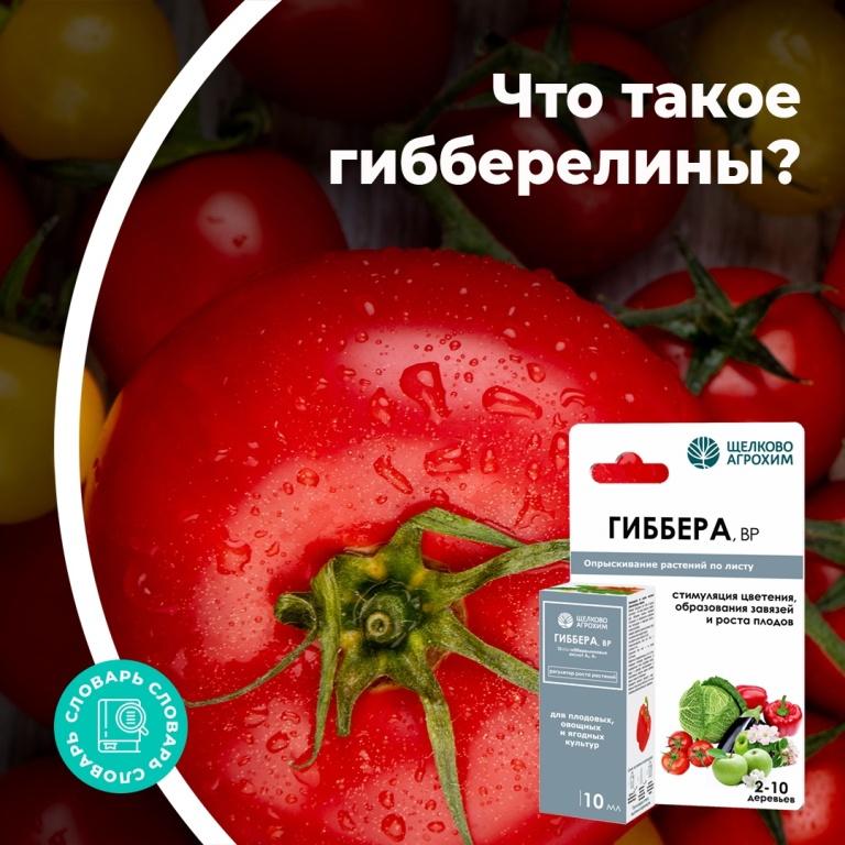 Что такое гибберелины?