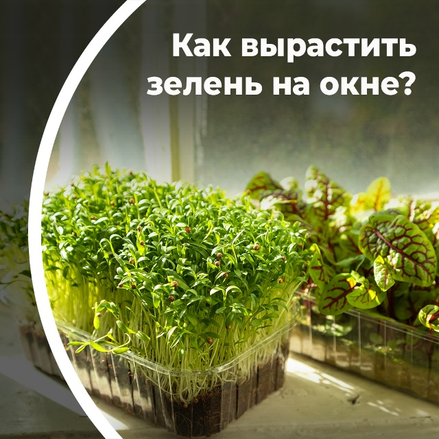 Как вырастить зелень на окне