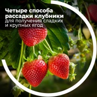 Четыре способа рассадки клубники и уход для получения сладких и крупных ягод