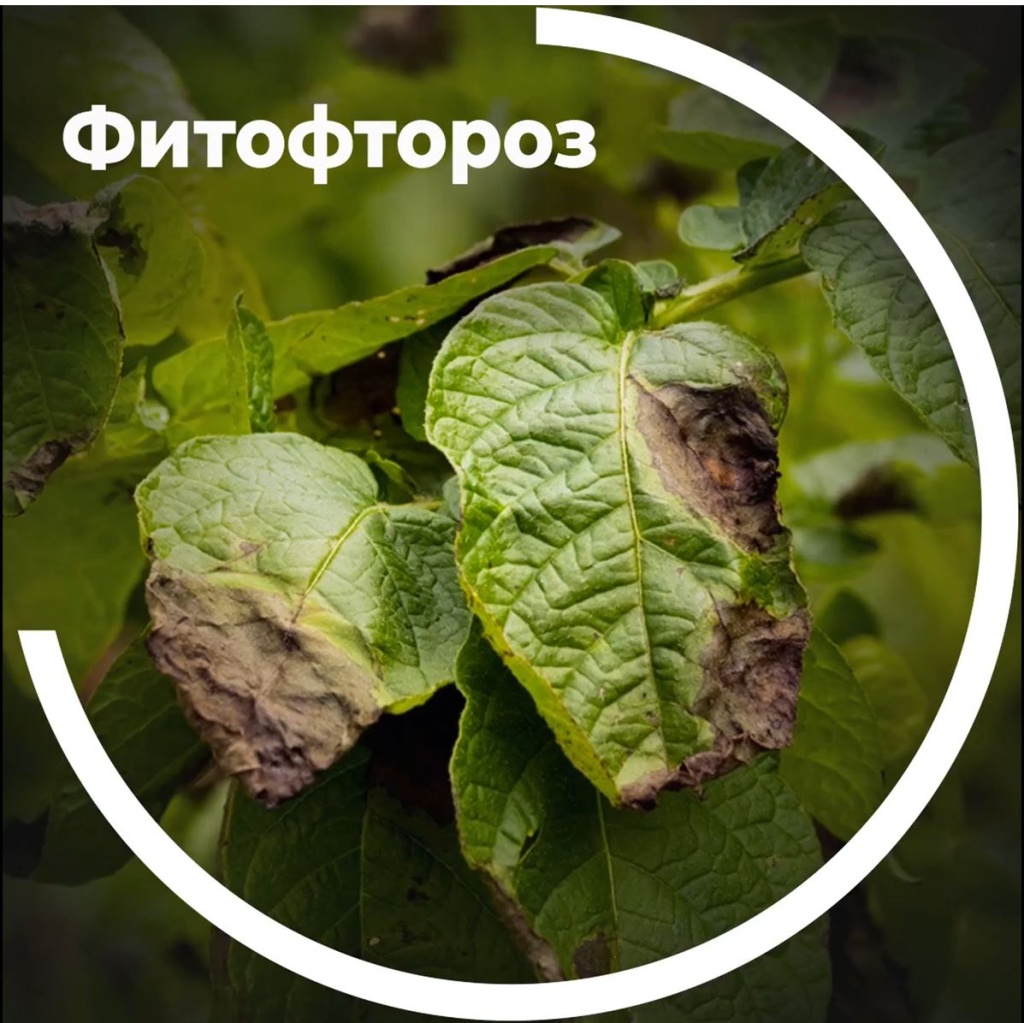 Фитофтороз