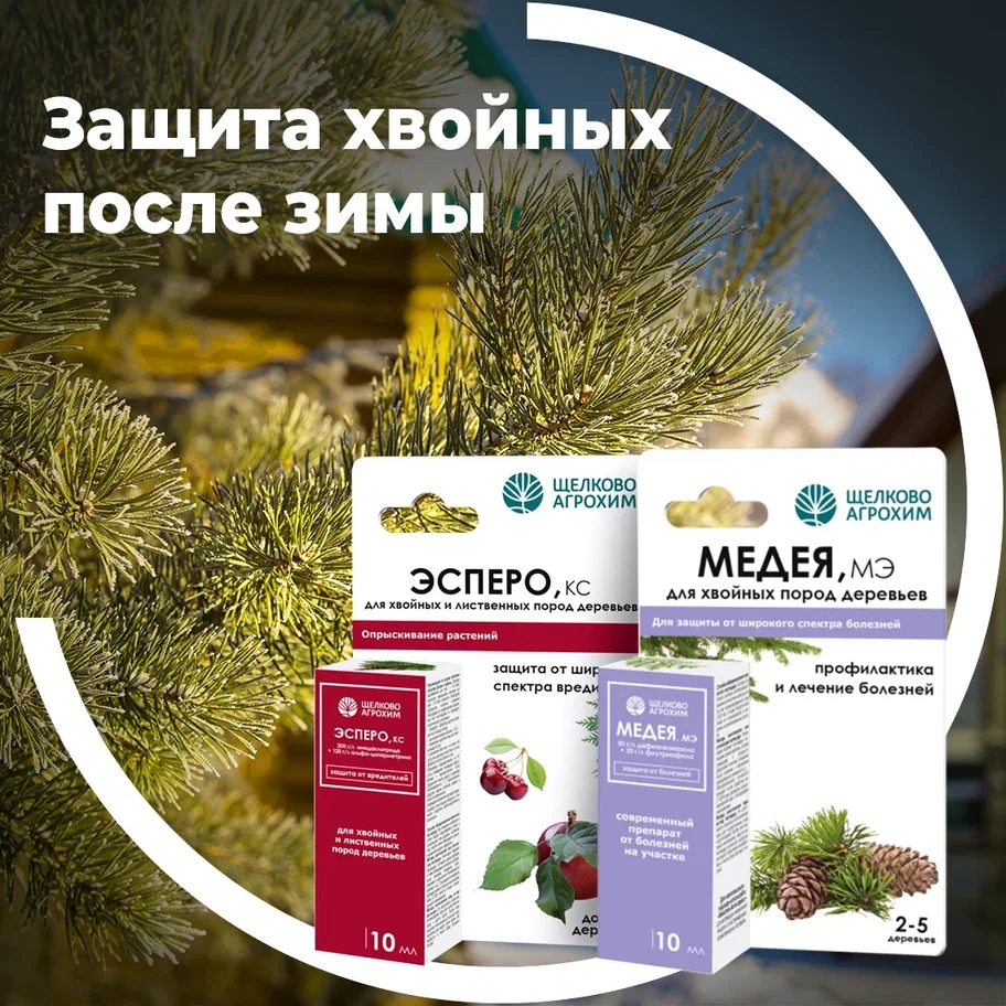 Защита хвойных после зимы