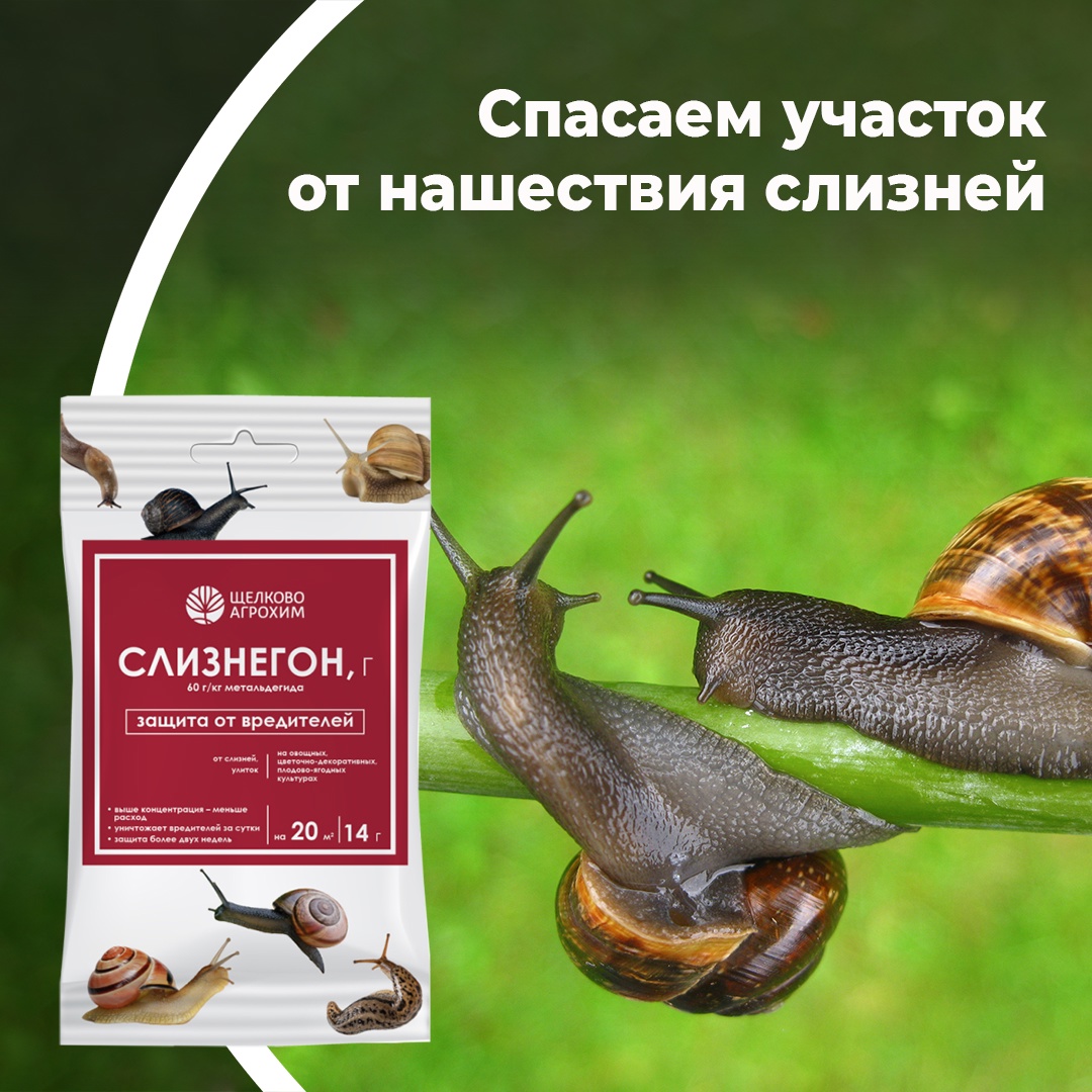 Спасаем участок от нашествия слизней