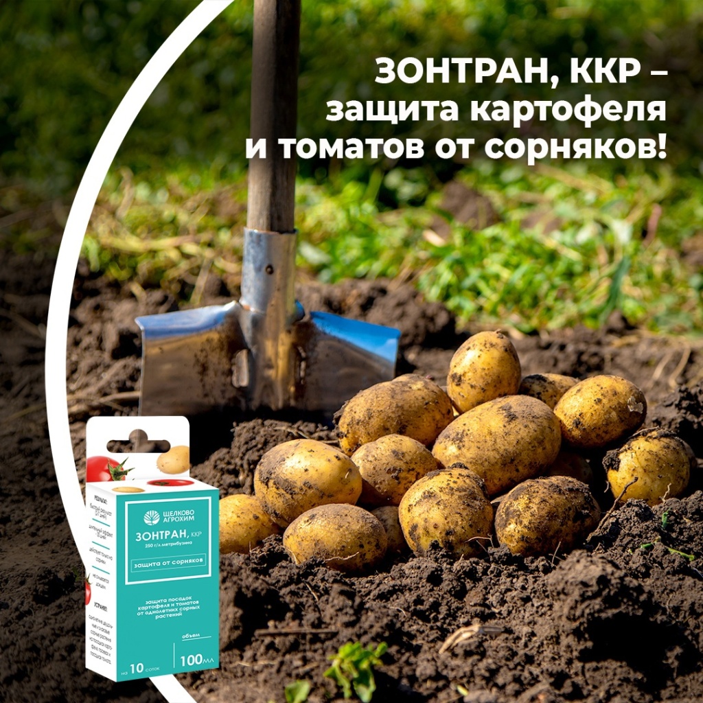 Зонтран, ККР – защита картофеля и томатов от сорняков! 
