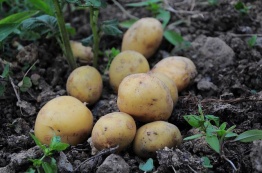 Размножаем любимый сорт картофеля