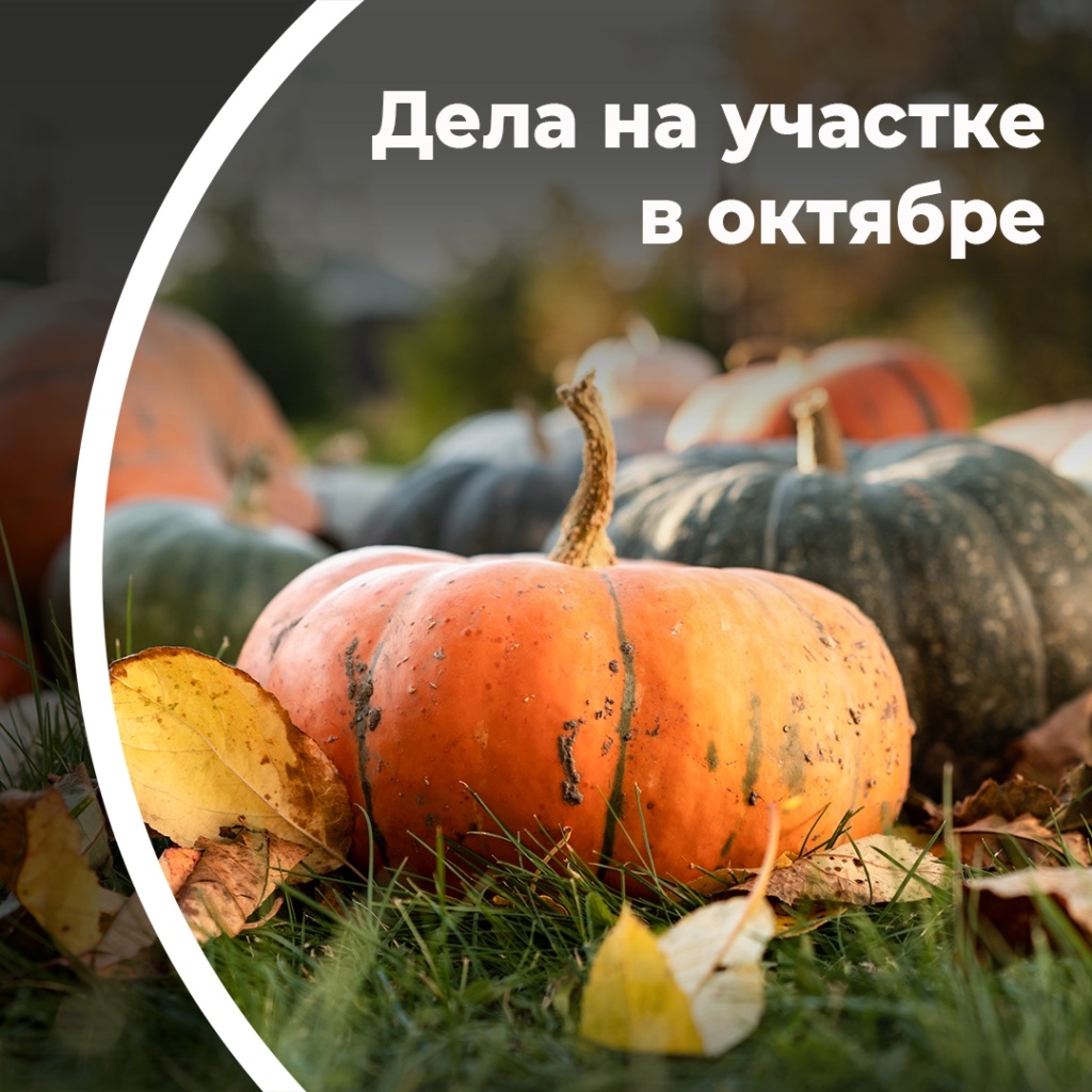 Дела на участке в октябре
