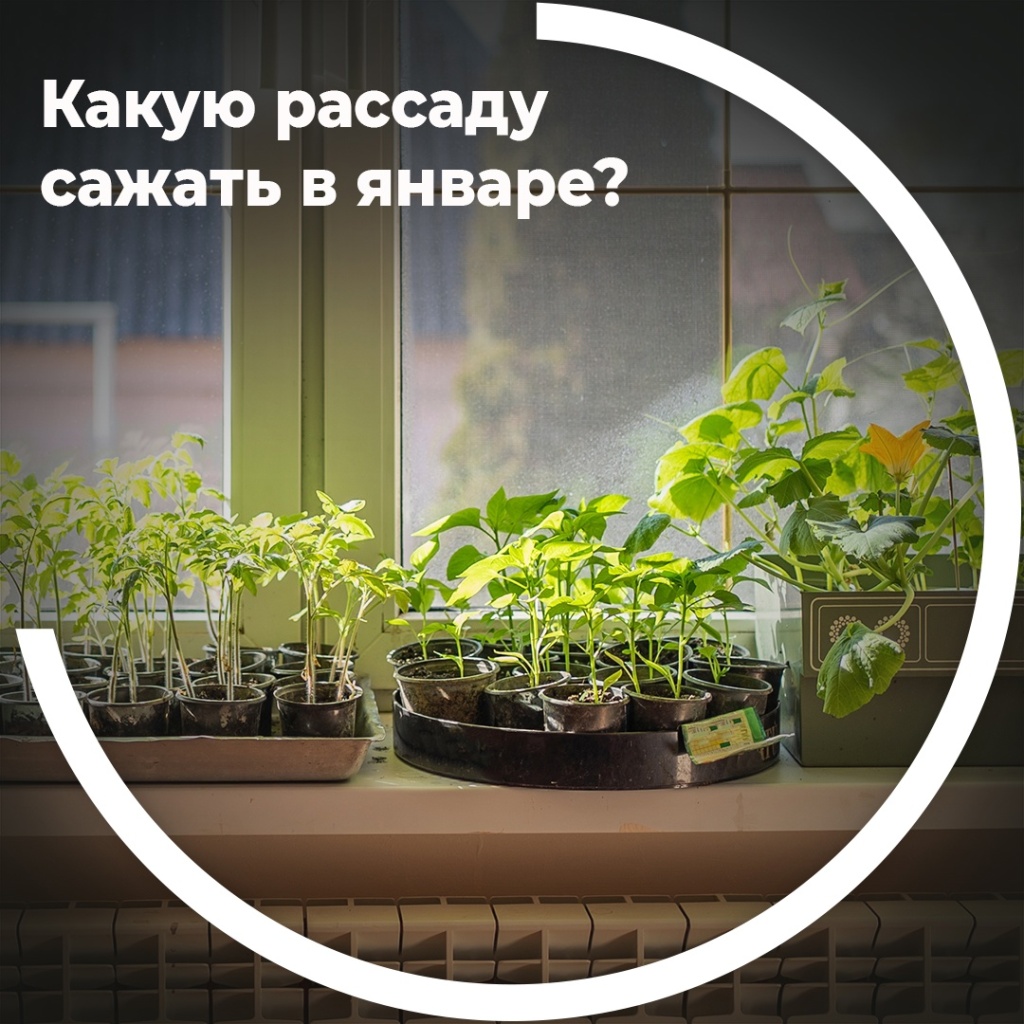 Какую рассаду сажать в январе?