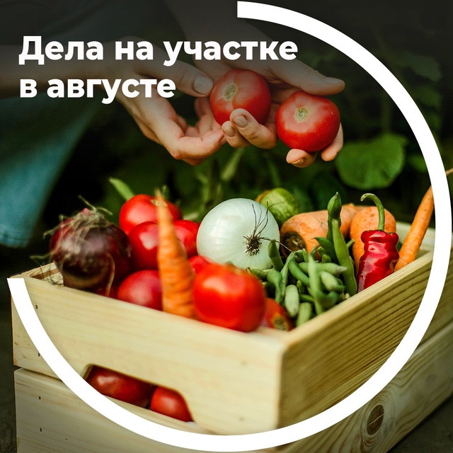 Дела на участке в августе