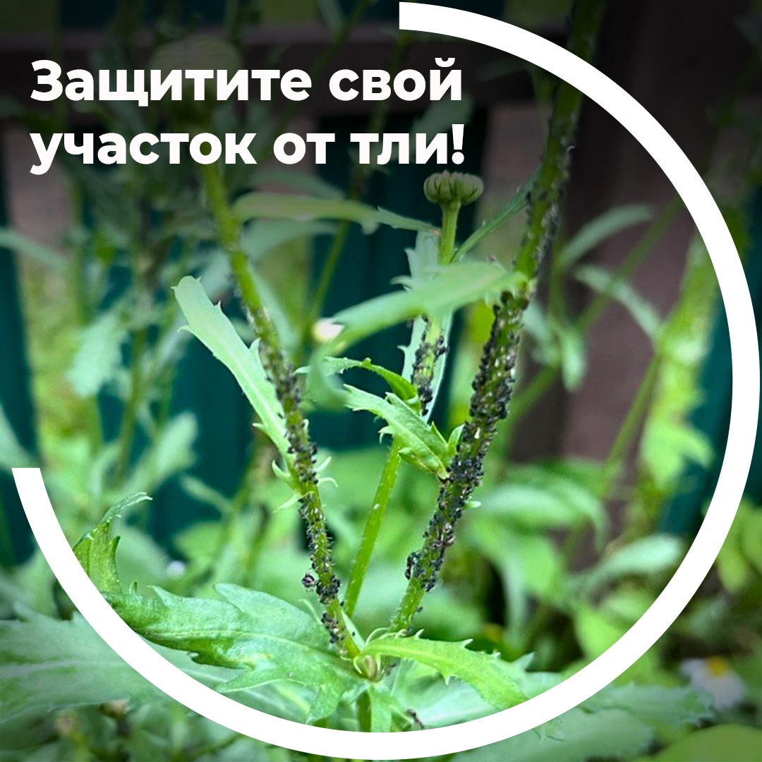 Защитите свой участок от тли