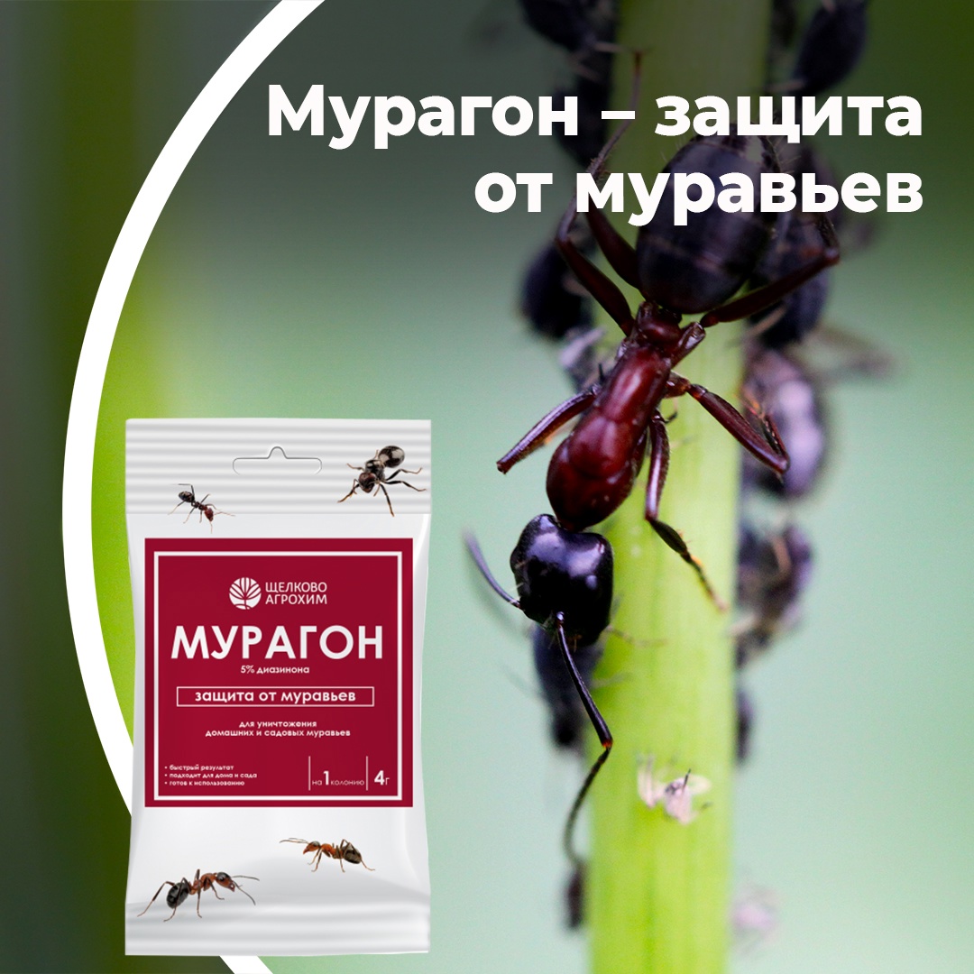 Мурагон - защита от муравьев