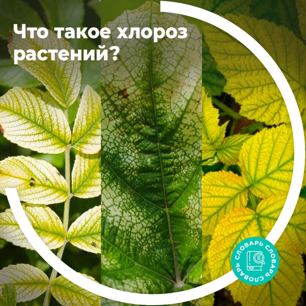 Что такое хлороз растений?