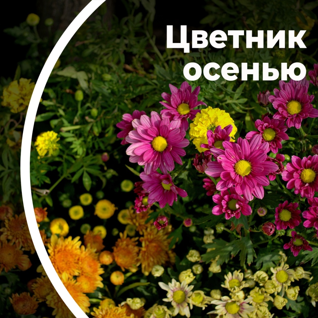 Цветник осенью
