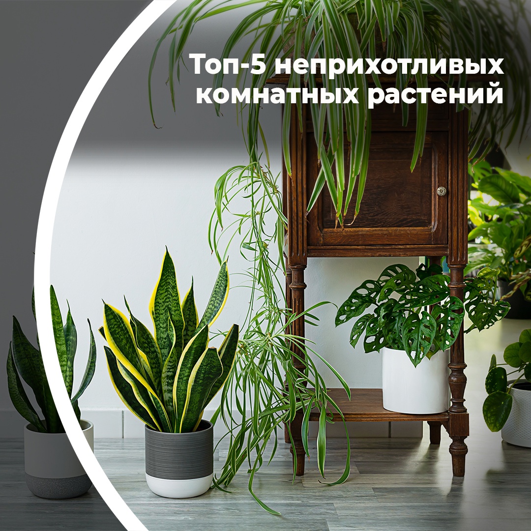 Топ-5 неприхотливых комнатных растений