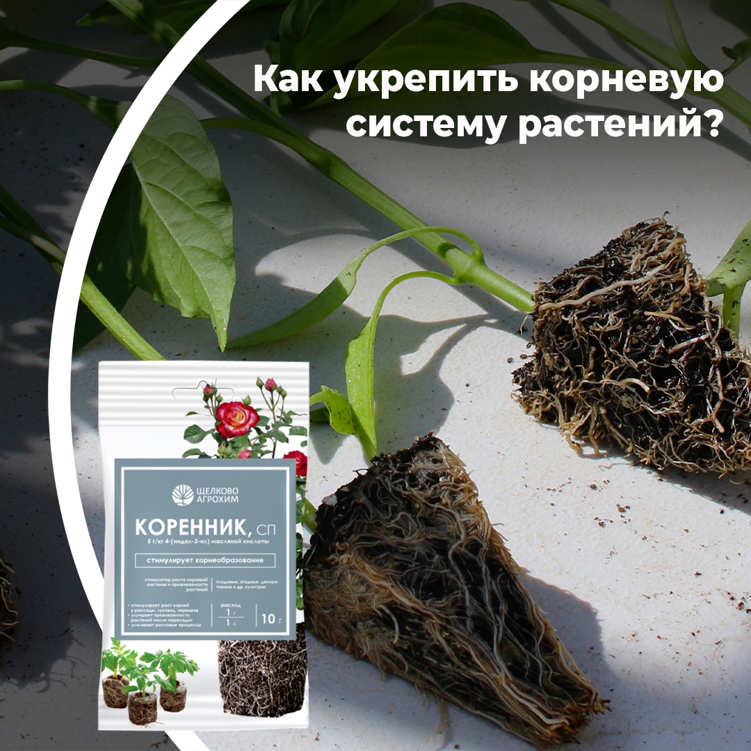 Как укрепить корневую систему растений?