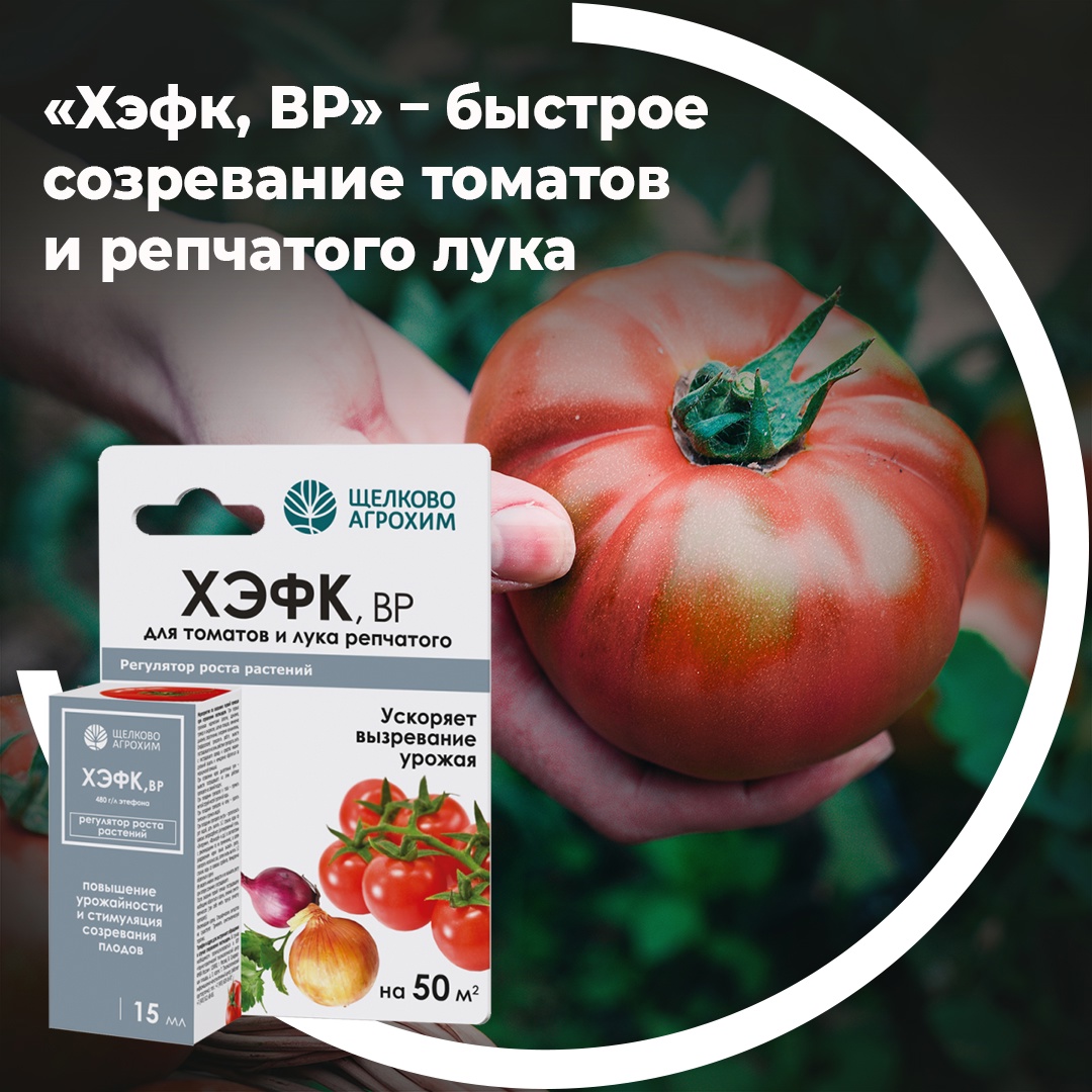 ХЭФК, ВР - быстрое созревание томатов