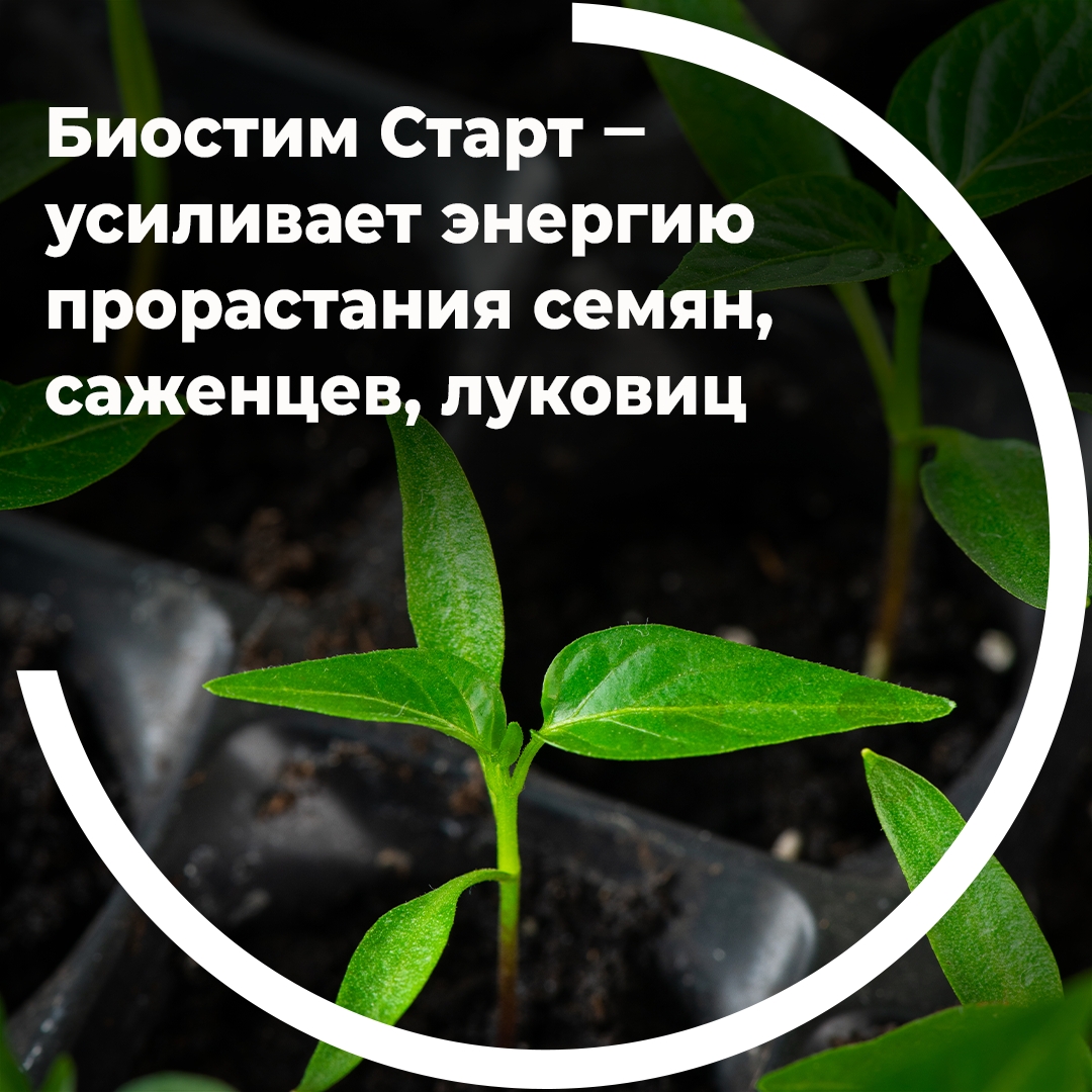 Биостим Старт усиливает энергию прорастания семян, саженцев, луковиц