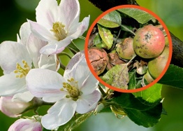 О риске заражения паршой в фазе цветения яблони