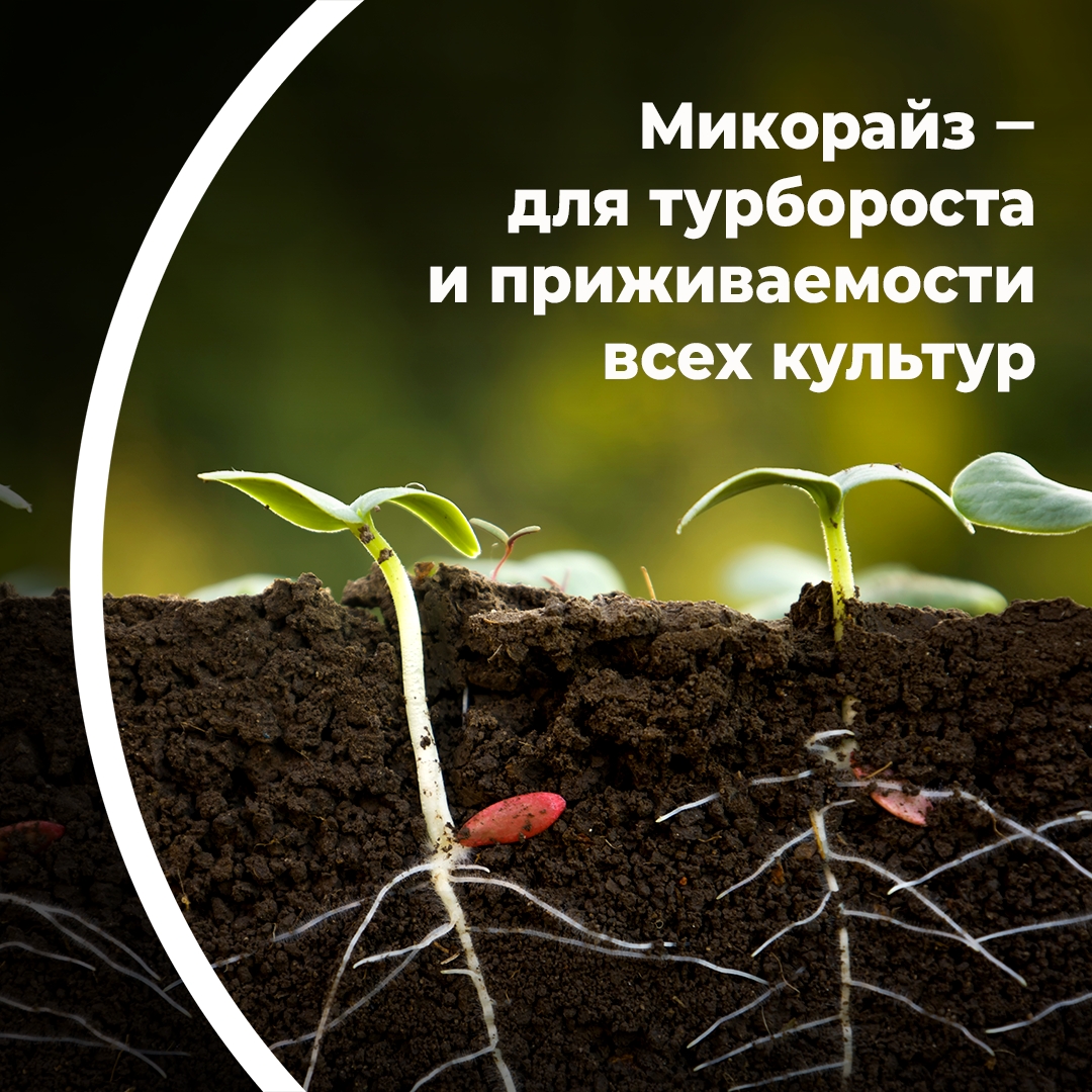 «Микорайз» — для турбороста и приживаемости всех культур