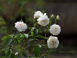 Беззащитны в саду: уход за розами в мае