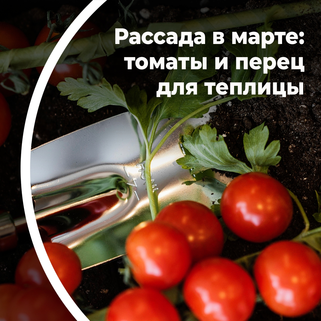 Рассада в марте: томаты и перец для теплицы