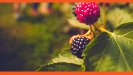 Дачная шпаргалка: 7 июньских задач с решением для ягодных культур