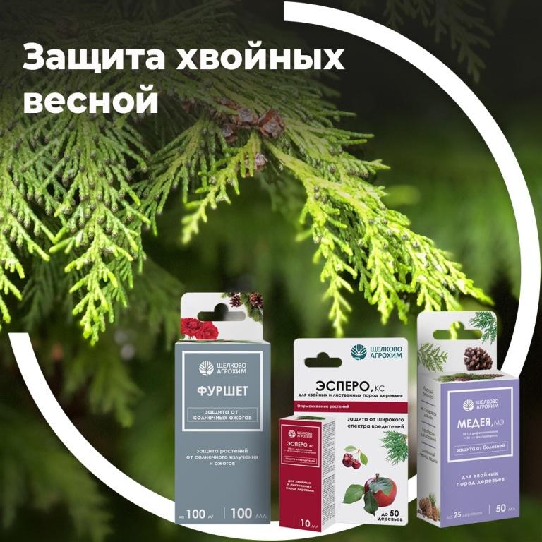 Защита хвойных весной