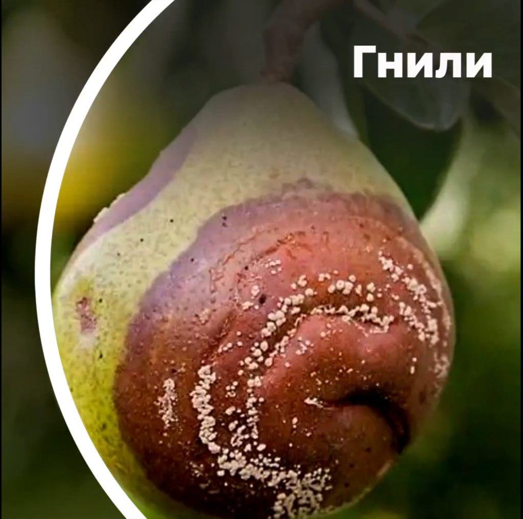 Гнили