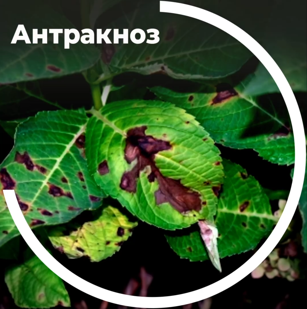 Антракноз