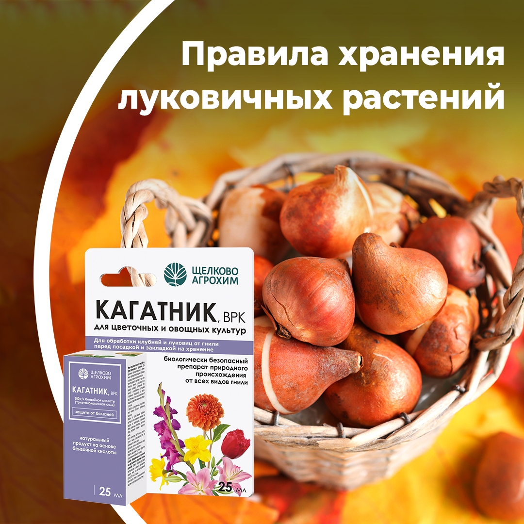 Правила хранения луковичных растений