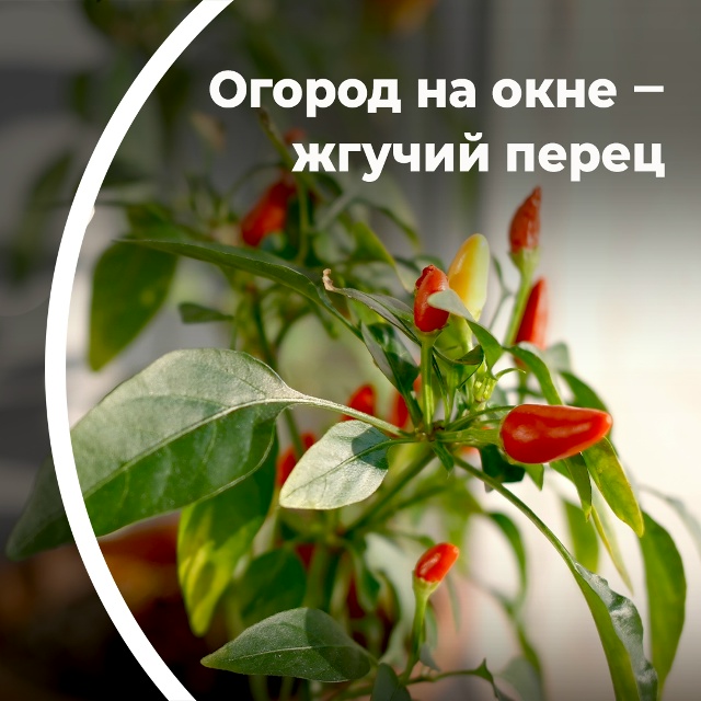 Огород на окне — жгучий перец