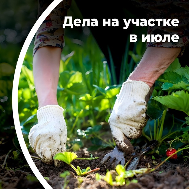 Дела на участке в июле