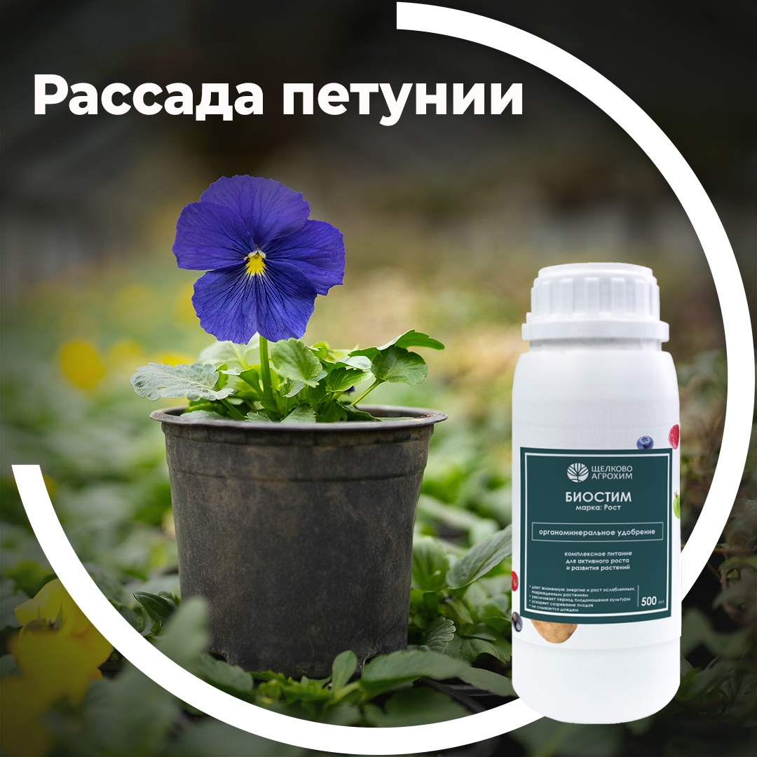 Рассада петунии