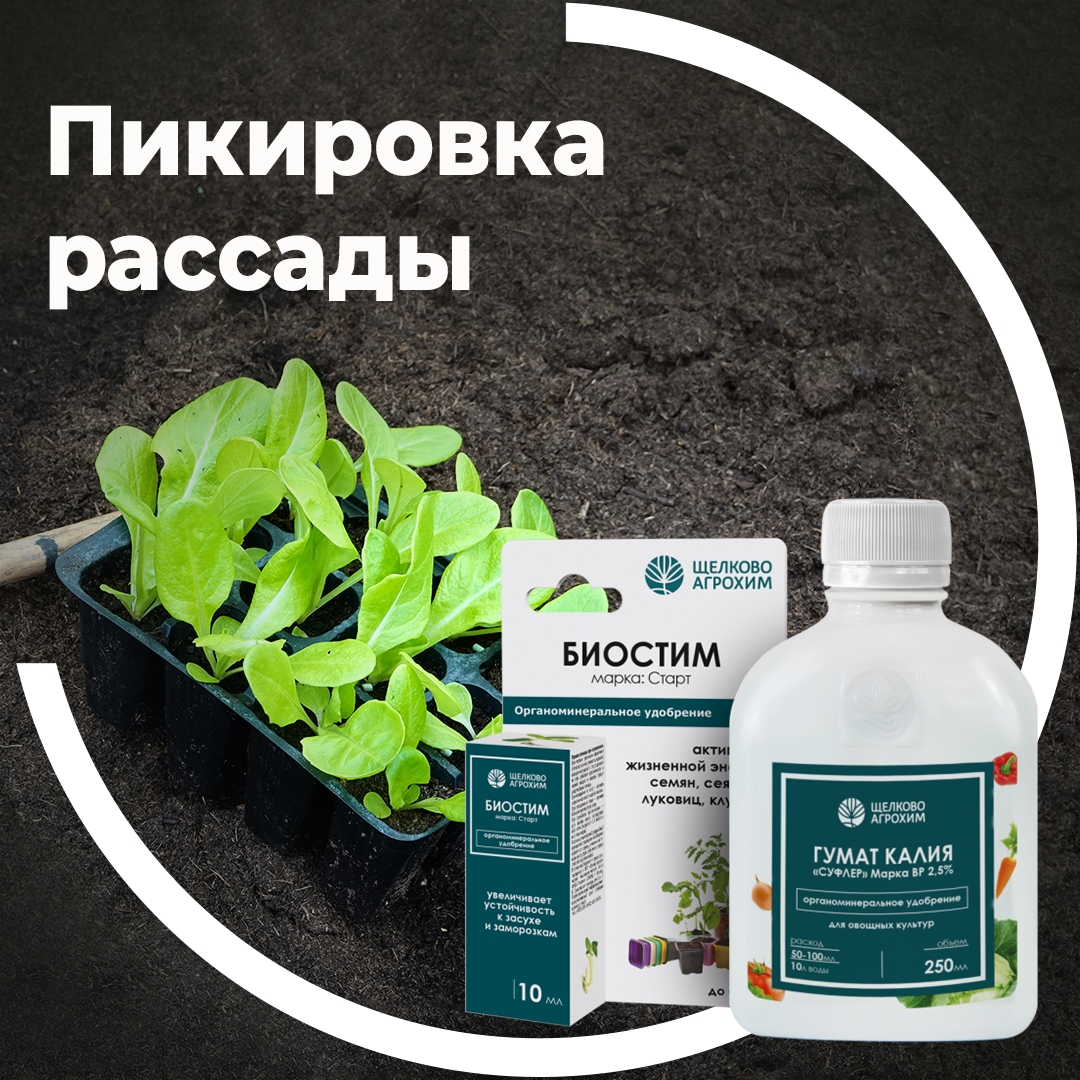 Пикировка рассады