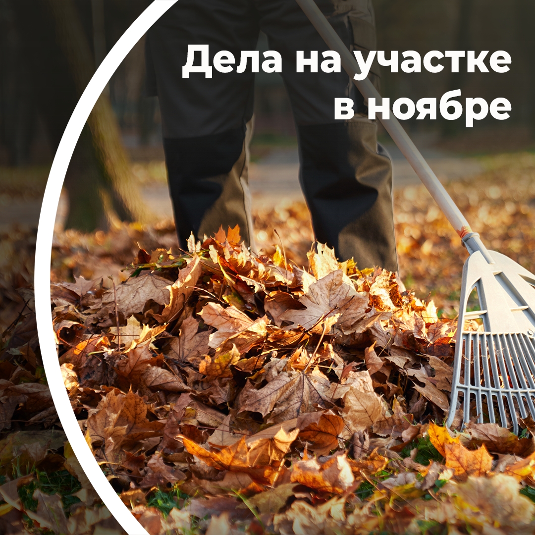 Дела на дачном участке в ноябре