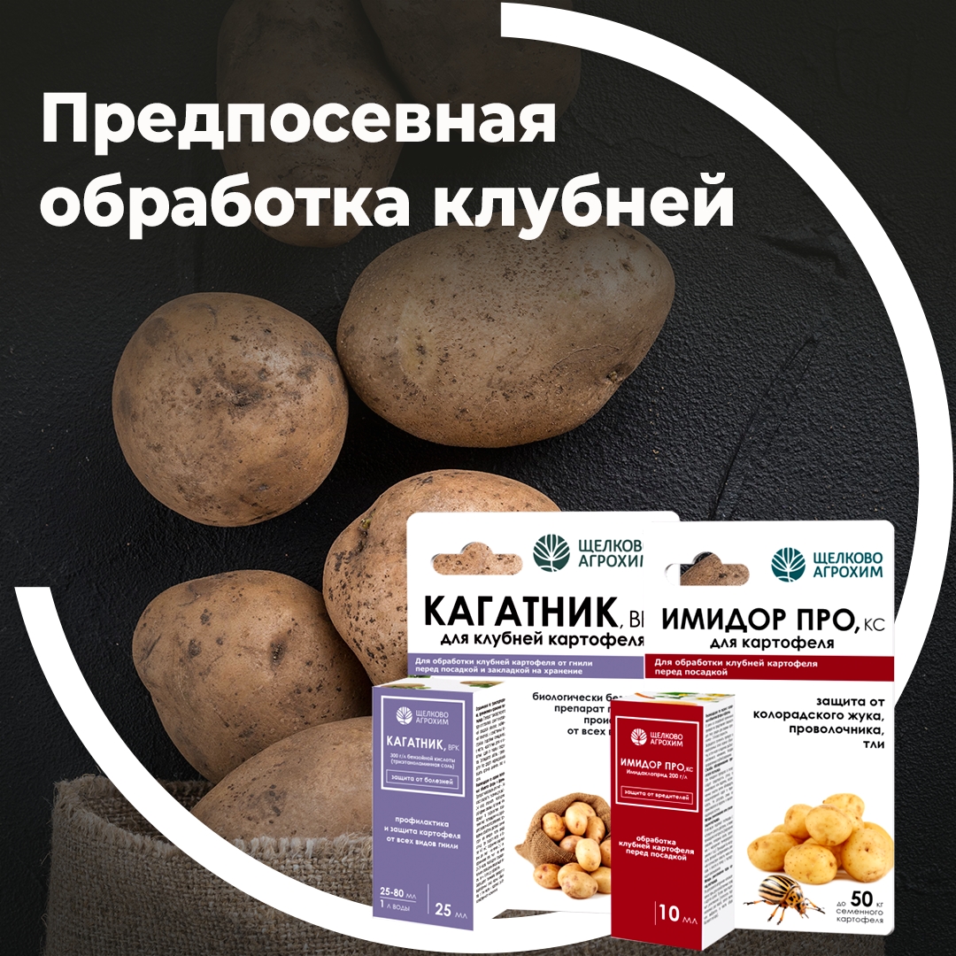 Предпосевная обработка клубней