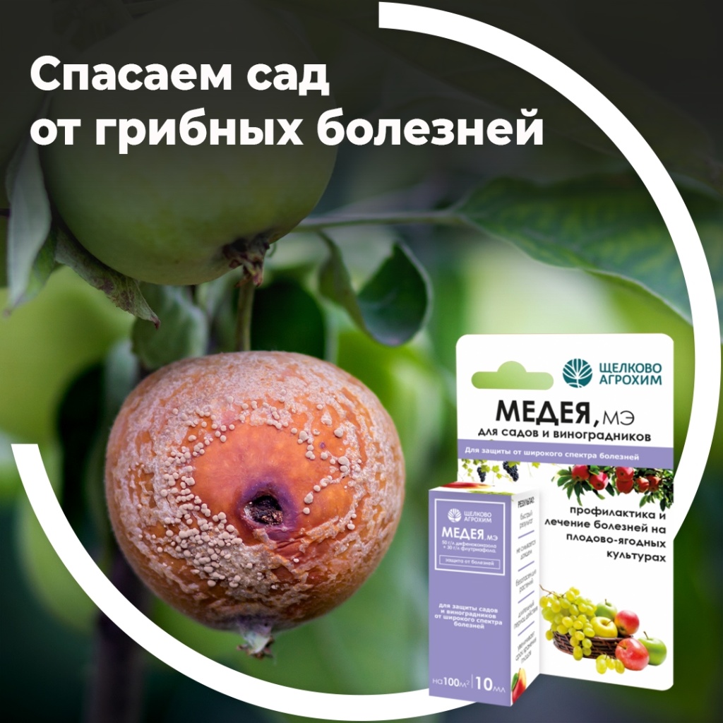 Спасаем сад от грибных болезней