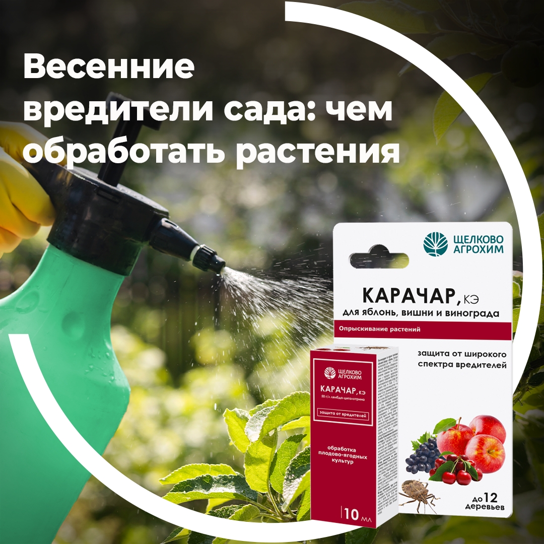 Весенние вредители сада: чем обработать растения