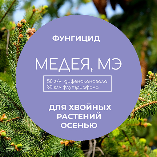 Фунгицид МЕДЕЯ для хвойных растений осенью