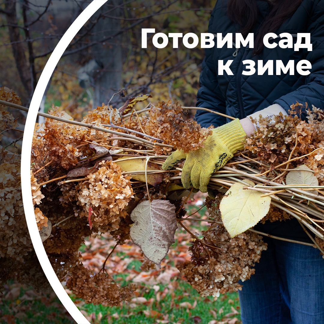 Готовим сад к зиме
