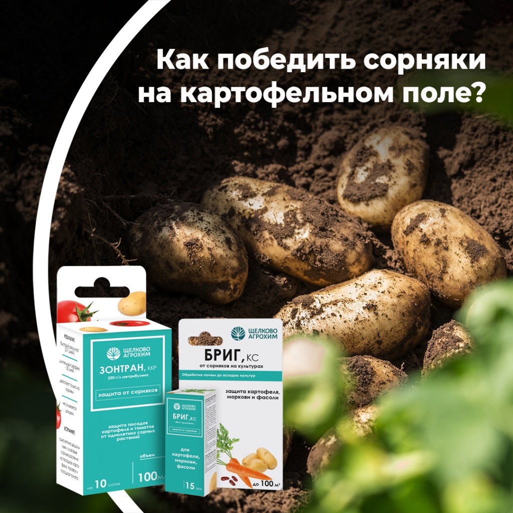 Как победить сорняки на картофельном поле?