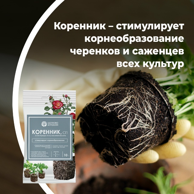Коренник стимулирует корнеобразование черенков и саженцев всех культур
