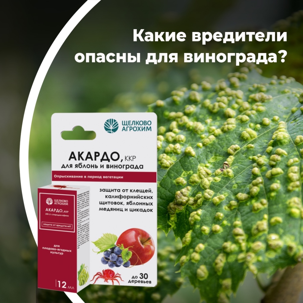 Какие вредители опасны для винограда