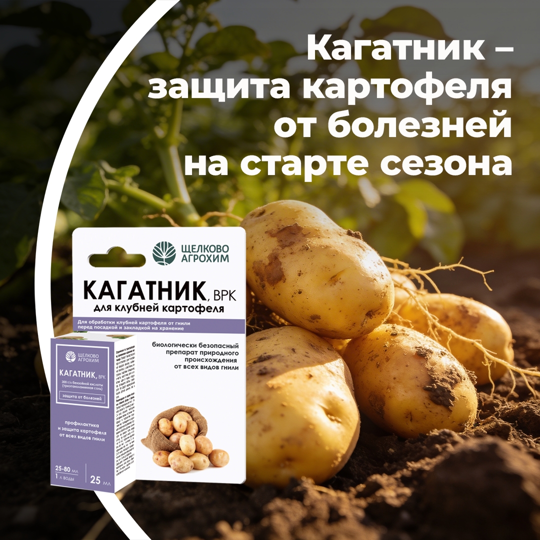 Кагатник — защита картофеля от болезней на старте сезона