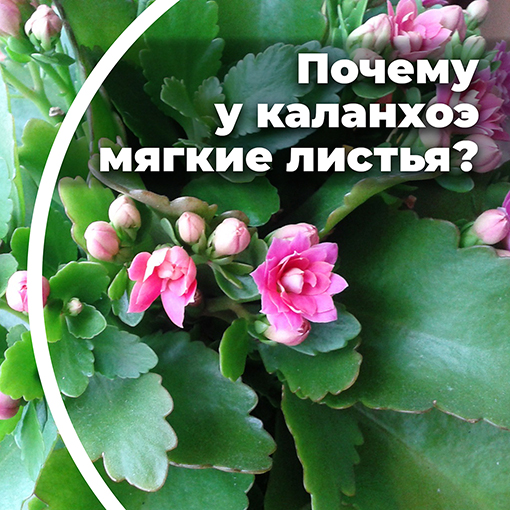 Почему у каланхоэ мягкие листья?