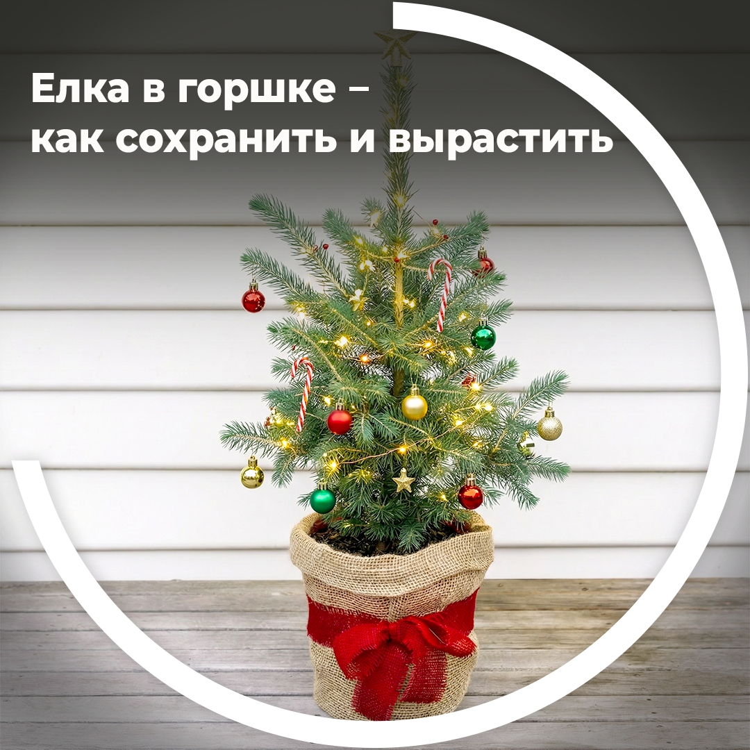 Ель в горшке – как сохранить и вырастить