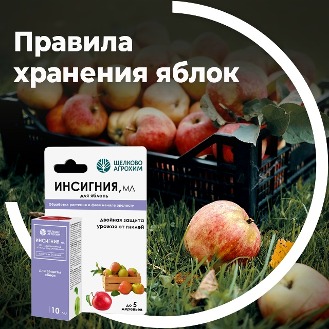 Правила хранения яблок