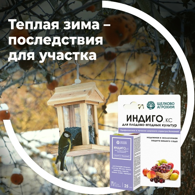 Тёплая зима — последствия для участка